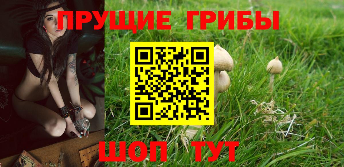 Галлюциногенные грибы Psilocybine cubensis Сунжа