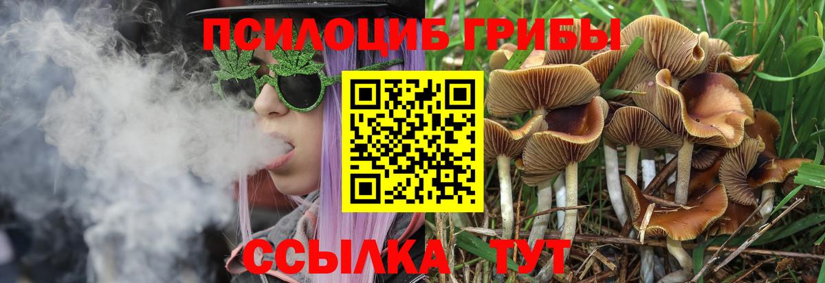 Псилоцибиновые грибы Psilocybe Сунжа